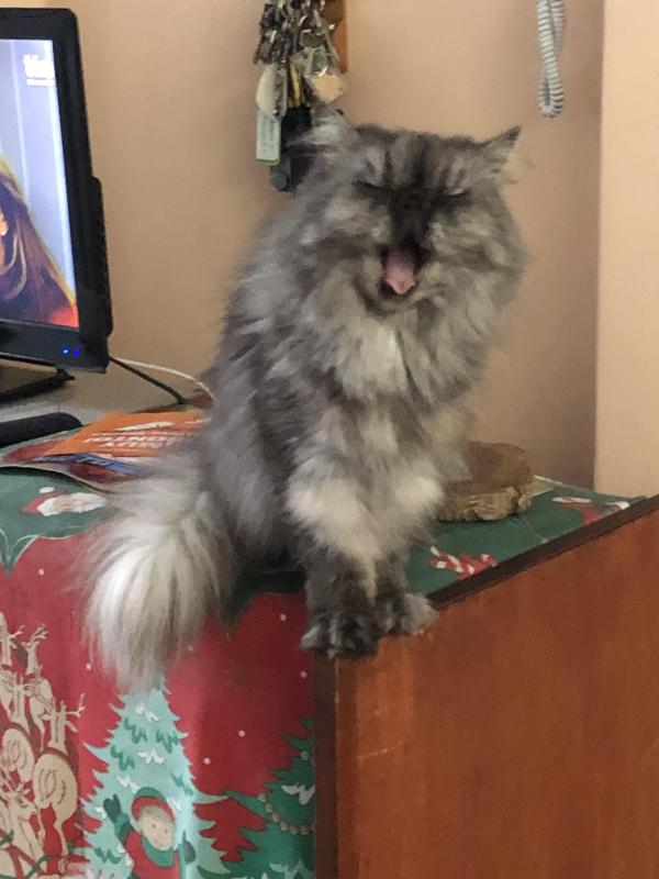 luzcas1106 uploaded   147  day/s  ago