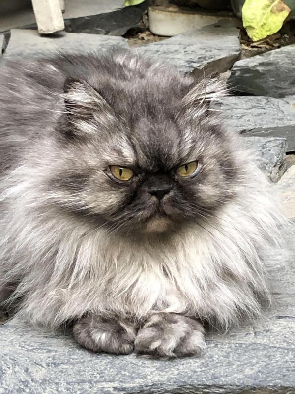 luzcas1106 uploaded   273  day/s  ago