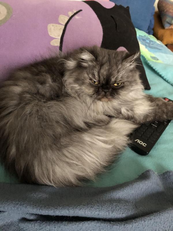 luzcas1106 uploaded   298  day/s  ago