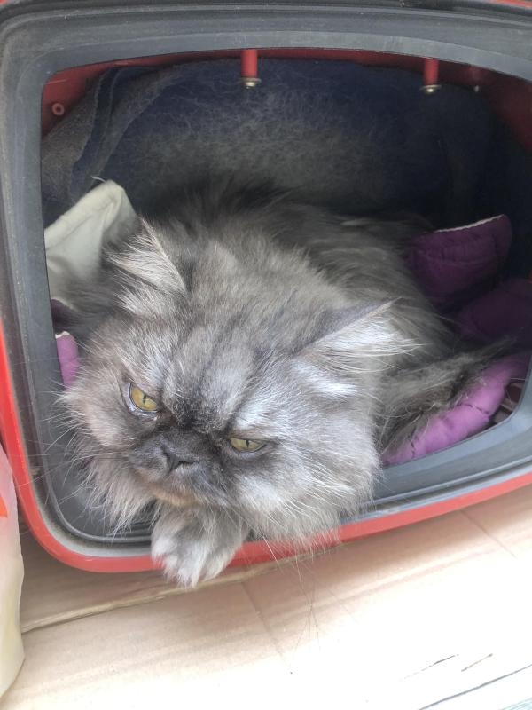 luzcas1106 uploaded   147  day/s  ago