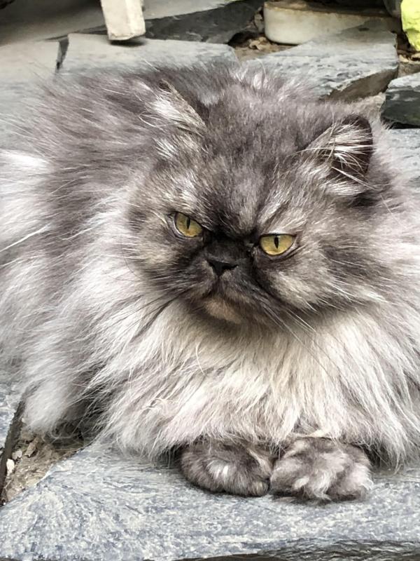 luzcas1106 uploaded   273  day/s  ago