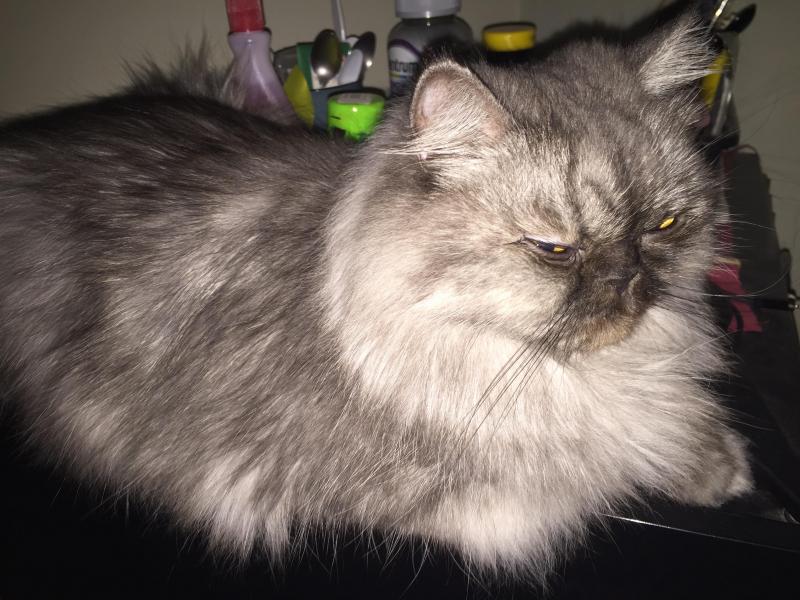 luzcas1106 uploaded   1 year/s ago