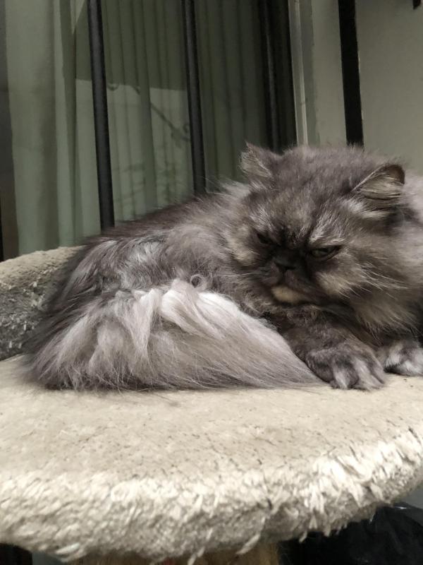 luzcas1106 uploaded   147  day/s  ago