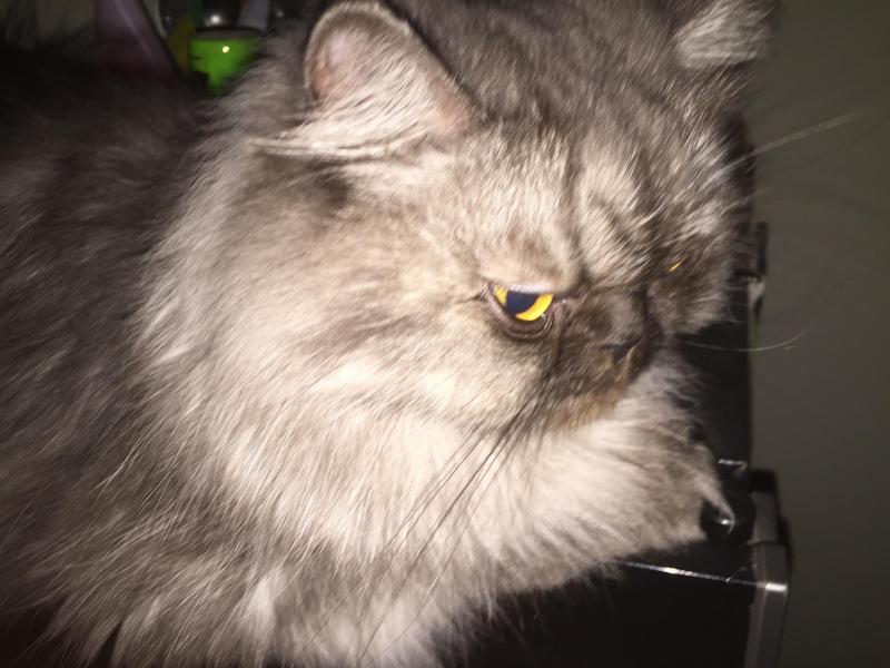 luzcas1106 uploaded   1 year/s ago