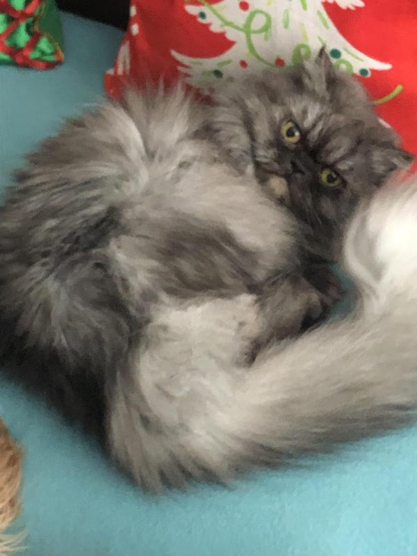 luzcas1106 uploaded   147  day/s  ago