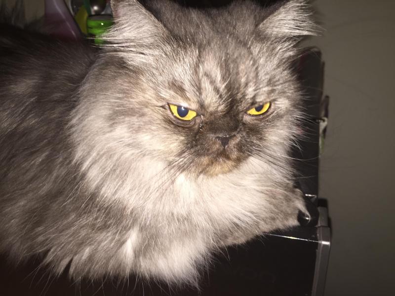 luzcas1106 uploaded   1 year/s ago