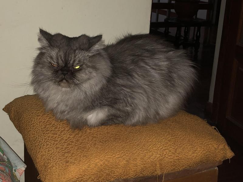 luzcas1106 uploaded   1 year/s ago