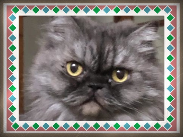 Carlota of the luzcas1106 family