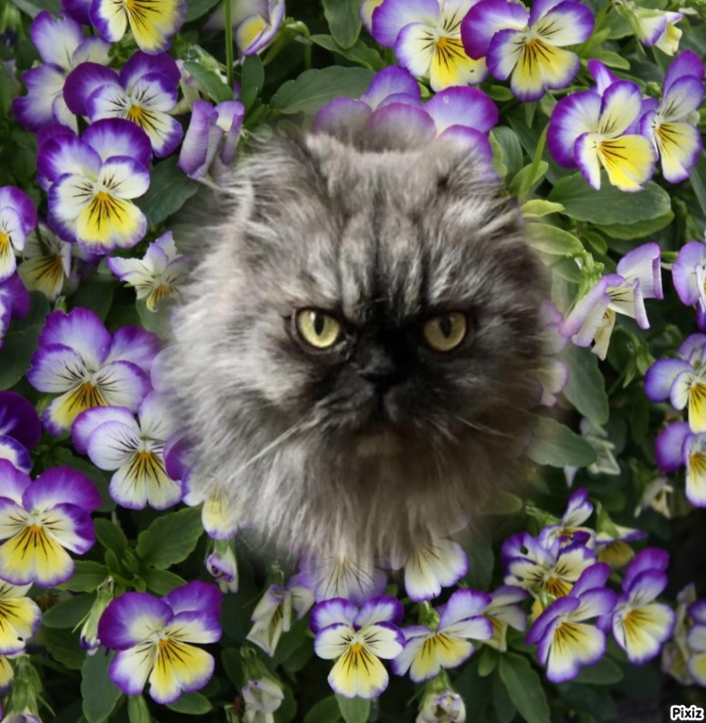 Carlota of the luzcas1106 family