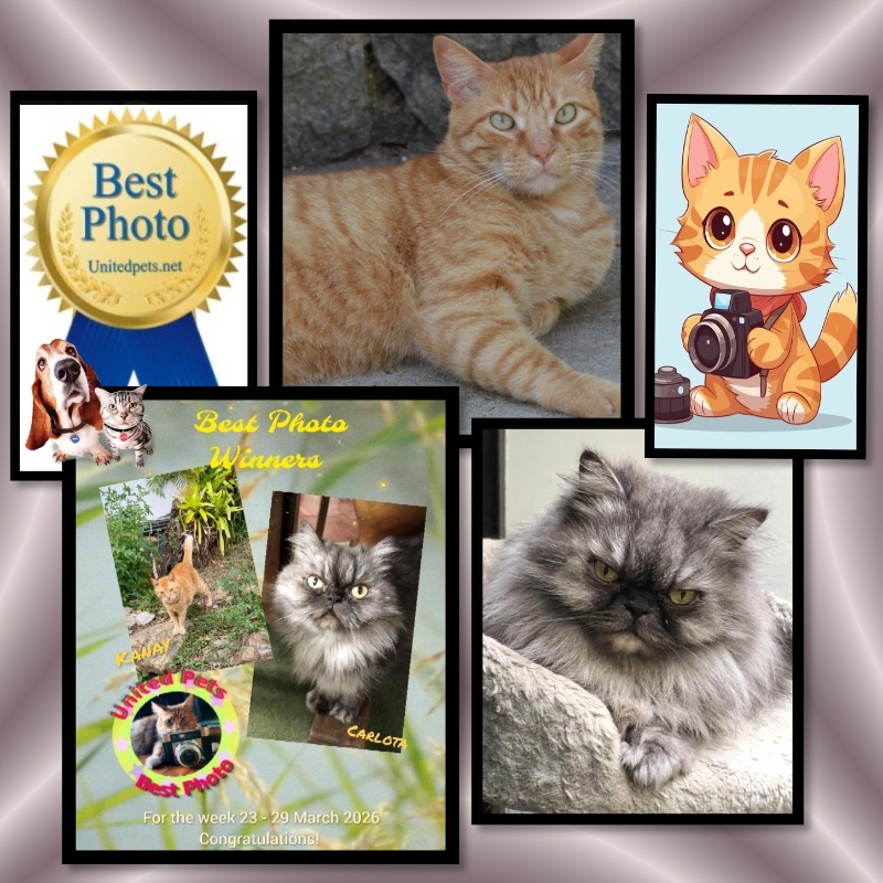 Carlota of the luzcas1106 family