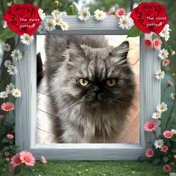 luzcas1106 uploaded   12  day/s  ago