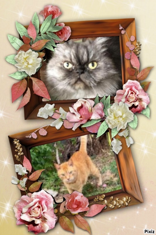 Carlota of the luzcas1106 family