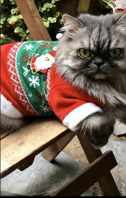 Carlota of the luzcas1106 family