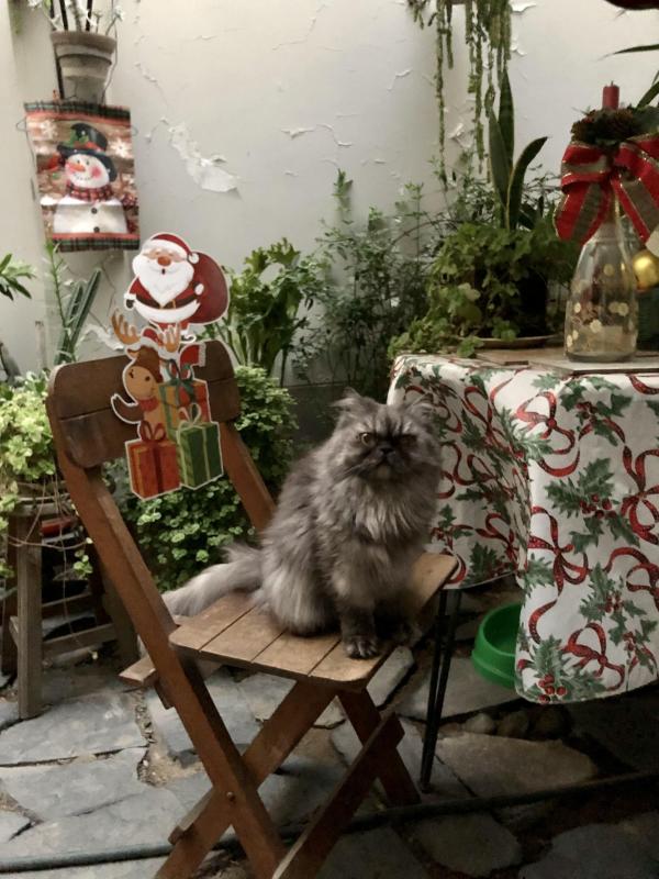 Carlota of the luzcas1106 family