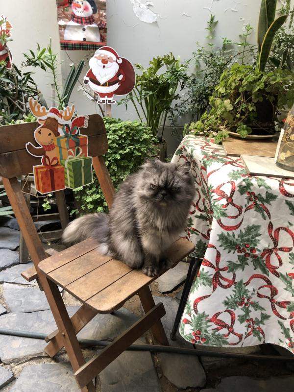 Carlota of the luzcas1106 family