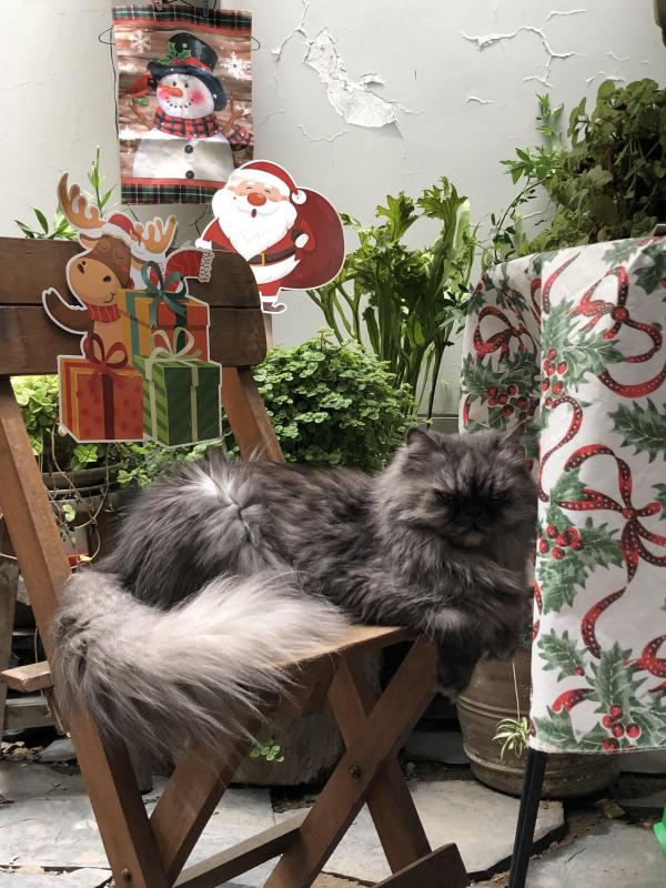 Carlota of the luzcas1106 family