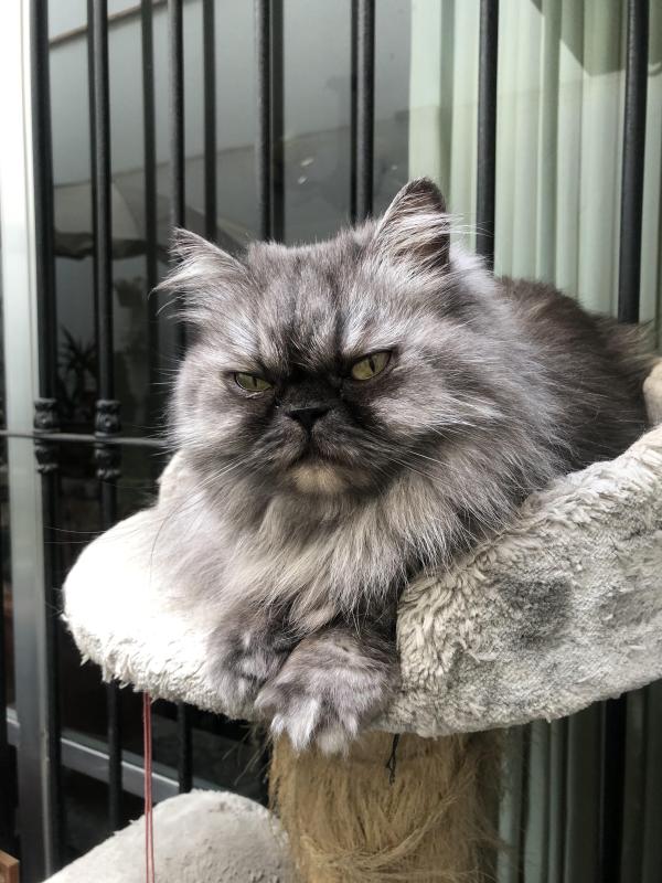 luzcas1106 uploaded   100  day/s  ago