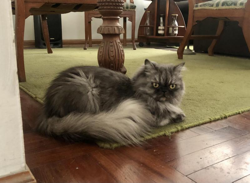 luzcas1106 uploaded   81  day/s  ago