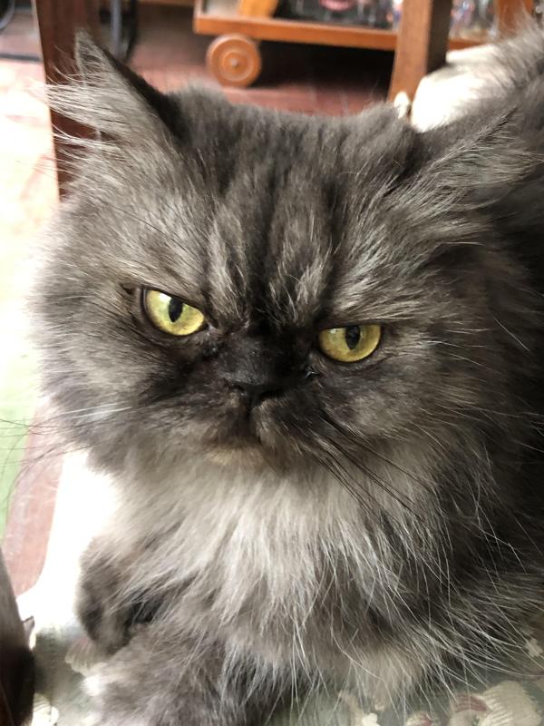 luzcas1106 uploaded   77  day/s  ago