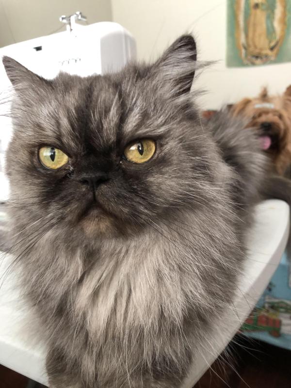 luzcas1106 uploaded   29  day/s  ago