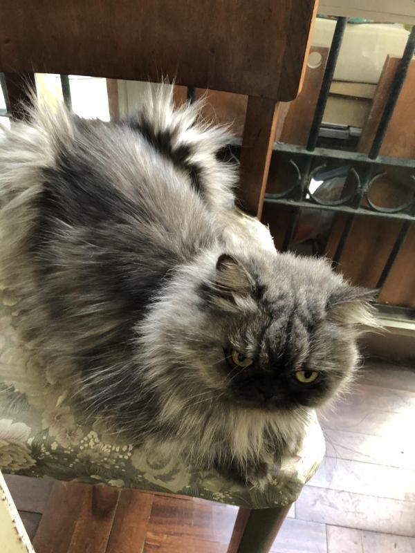 Carlota of the luzcas1106 family