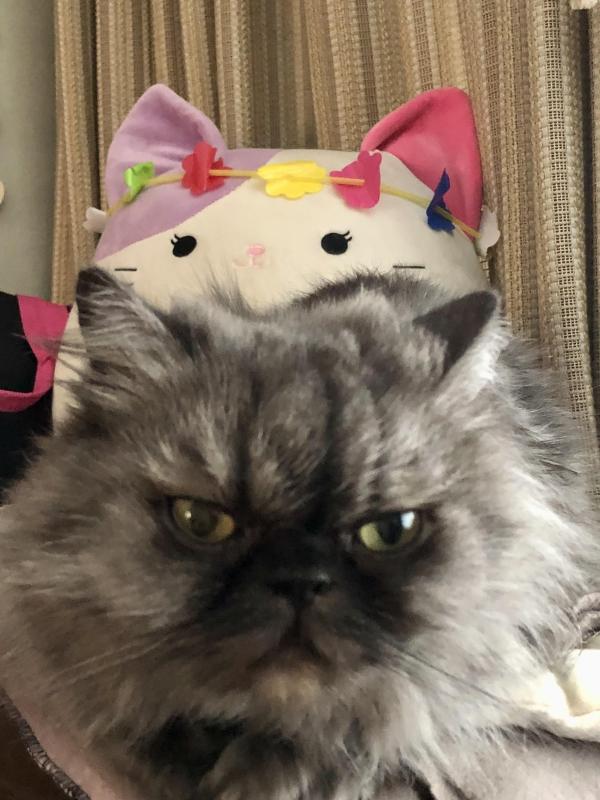 Carlota of the luzcas1106 family