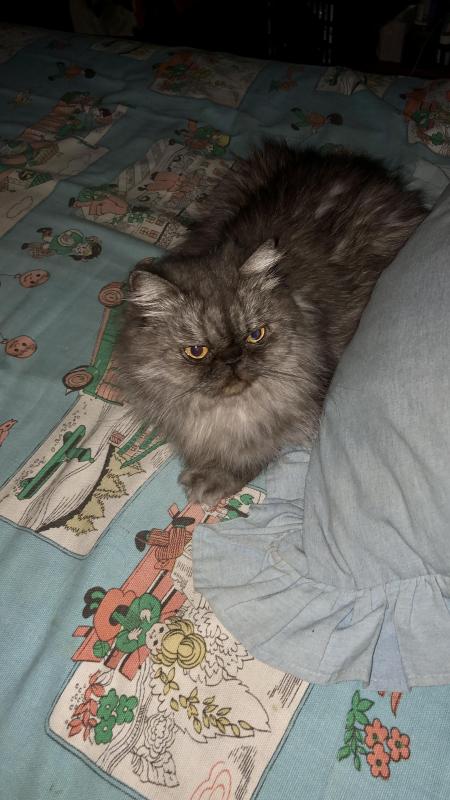 luzcas1106 uploaded   9  day/s  ago