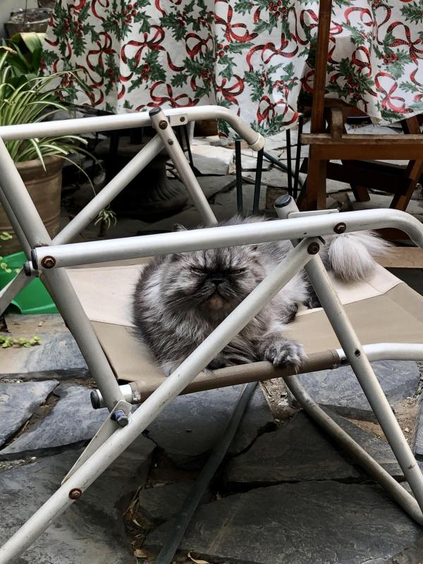 luzcas1106 uploaded   20  day/s  ago