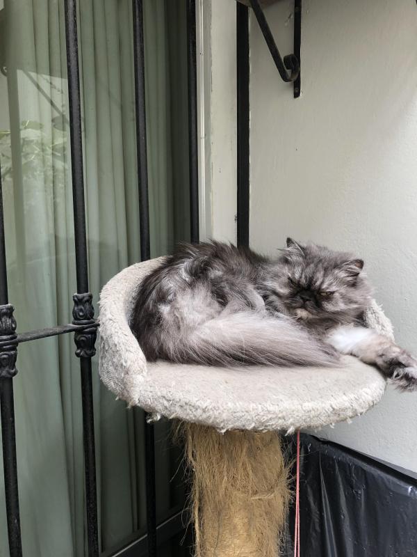 luzcas1106 uploaded   81  day/s  ago