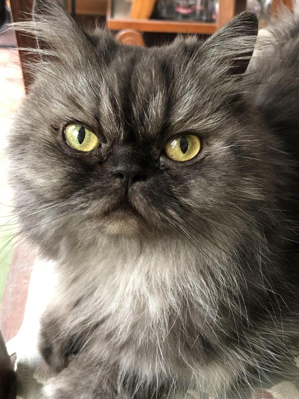 luzcas1106 uploaded   77  day/s  ago