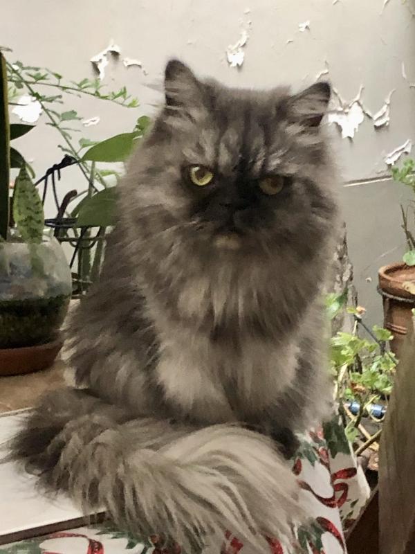 luzcas1106 uploaded   34  day/s  ago