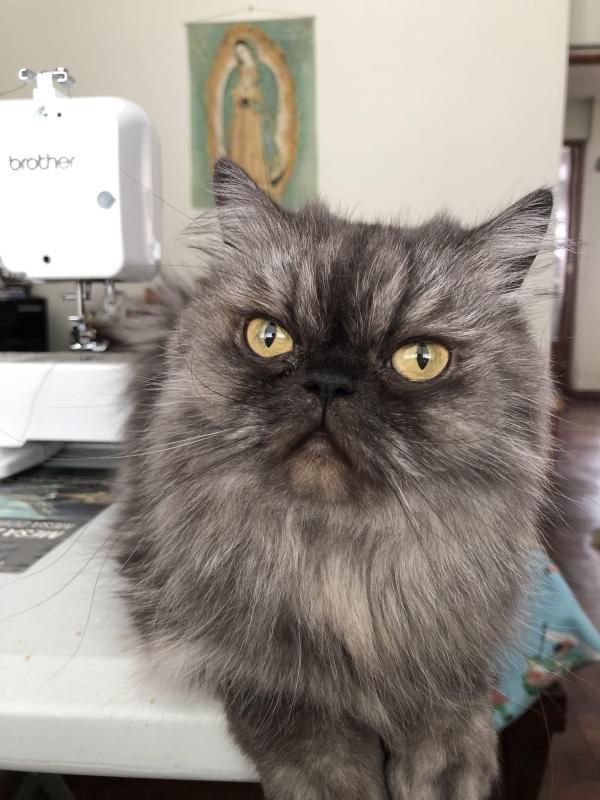 luzcas1106 uploaded   29  day/s  ago