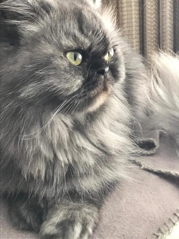 luzcas1106 uploaded   20  day/s  ago