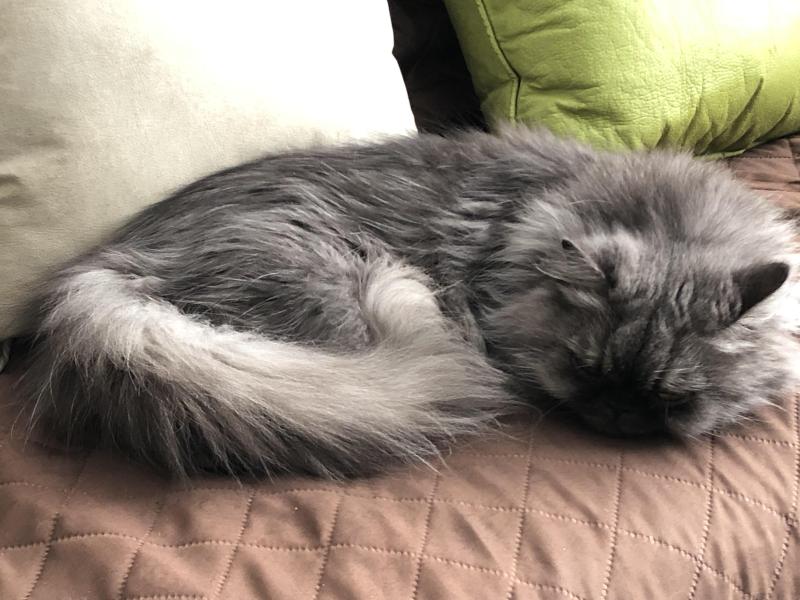 Carlota of the luzcas1106 family