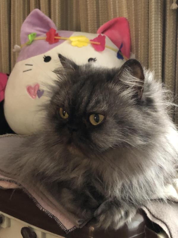 Carlota of the luzcas1106 family