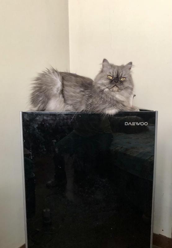 luzcas1106 uploaded   81  day/s  ago