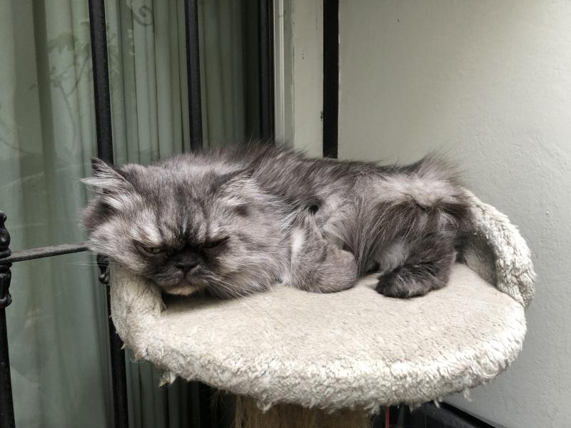 luzcas1106 uploaded   34  day/s  ago