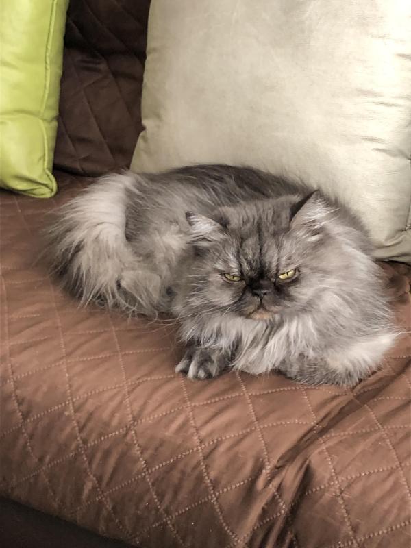 Carlota of the luzcas1106 family