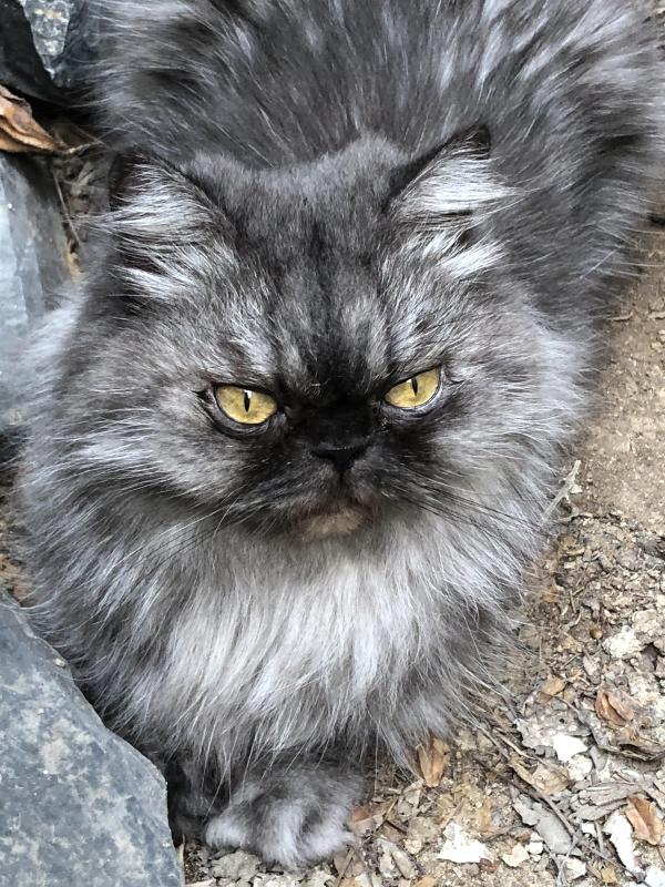 luzcas1106 uploaded   9  day/s  ago