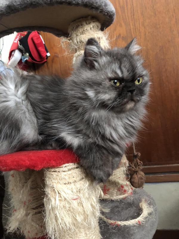 luzcas1106 uploaded   81  day/s  ago