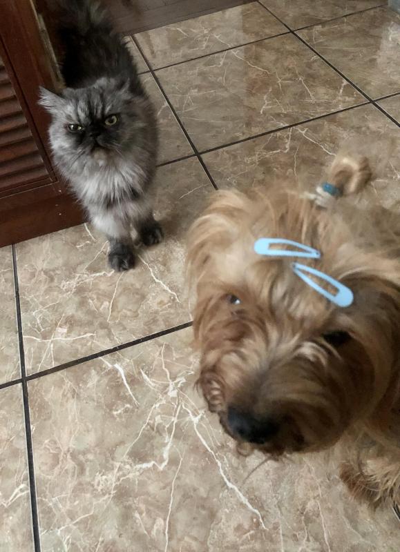 luzcas1106 uploaded   34  day/s  ago