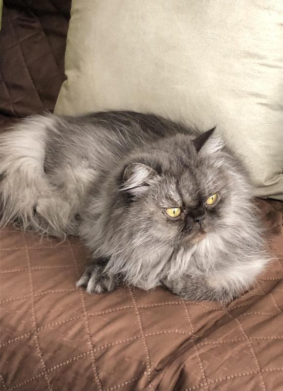 Carlota of the luzcas1106 family