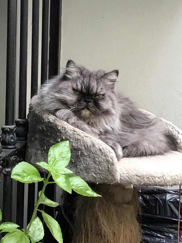 luzcas1106 uploaded   9  day/s  ago