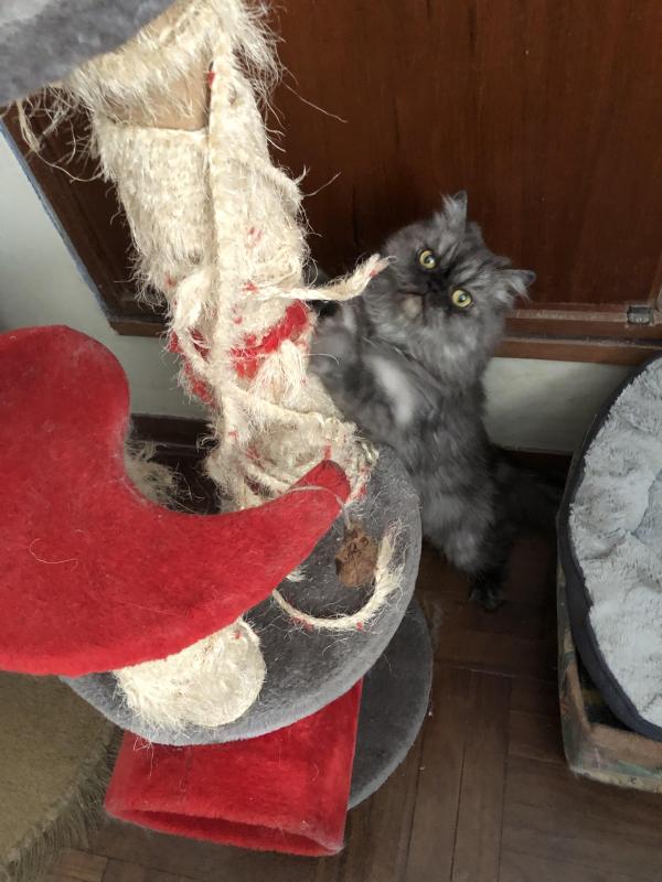 luzcas1106 uploaded   81  day/s  ago