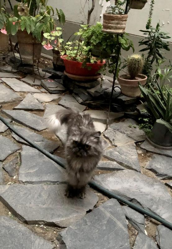 luzcas1106 uploaded   34  day/s  ago