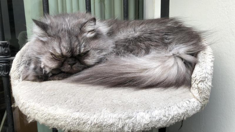 luzcas1106 uploaded   20  day/s  ago