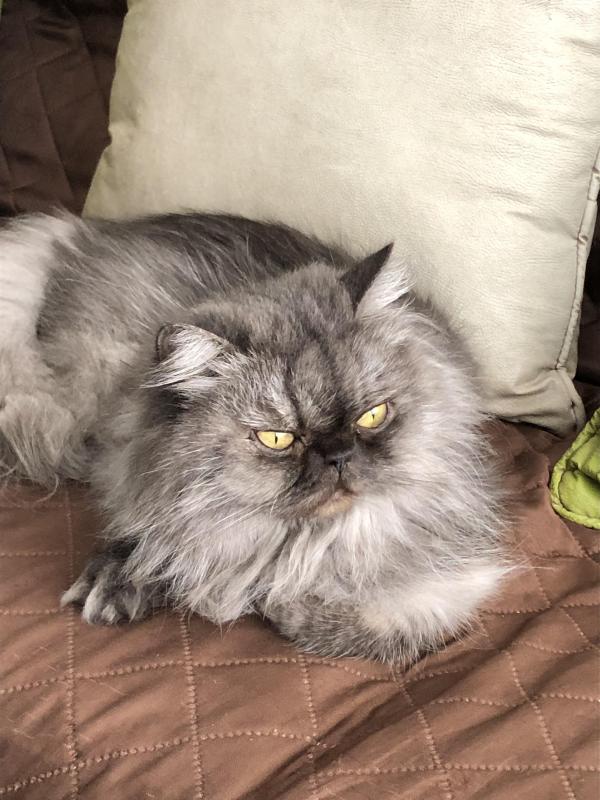 Carlota of the luzcas1106 family