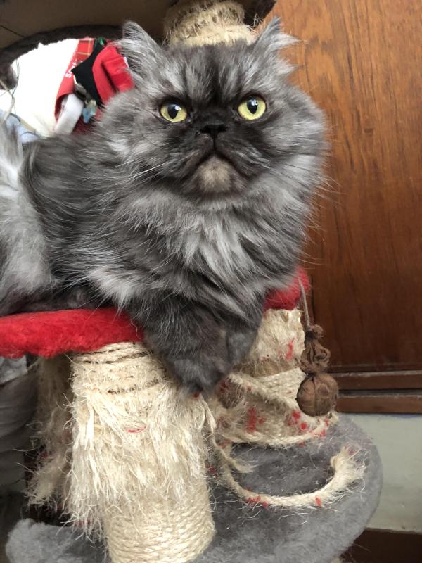 luzcas1106 uploaded   81  day/s  ago