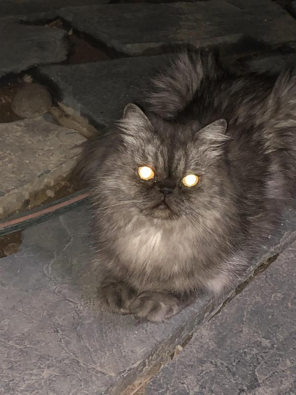 luzcas1106 uploaded   34  day/s  ago