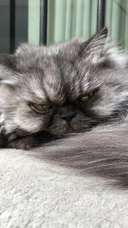 luzcas1106 uploaded   20  day/s  ago